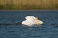 028 Höckerschwan Imponierhaltung (Cygnus olor)